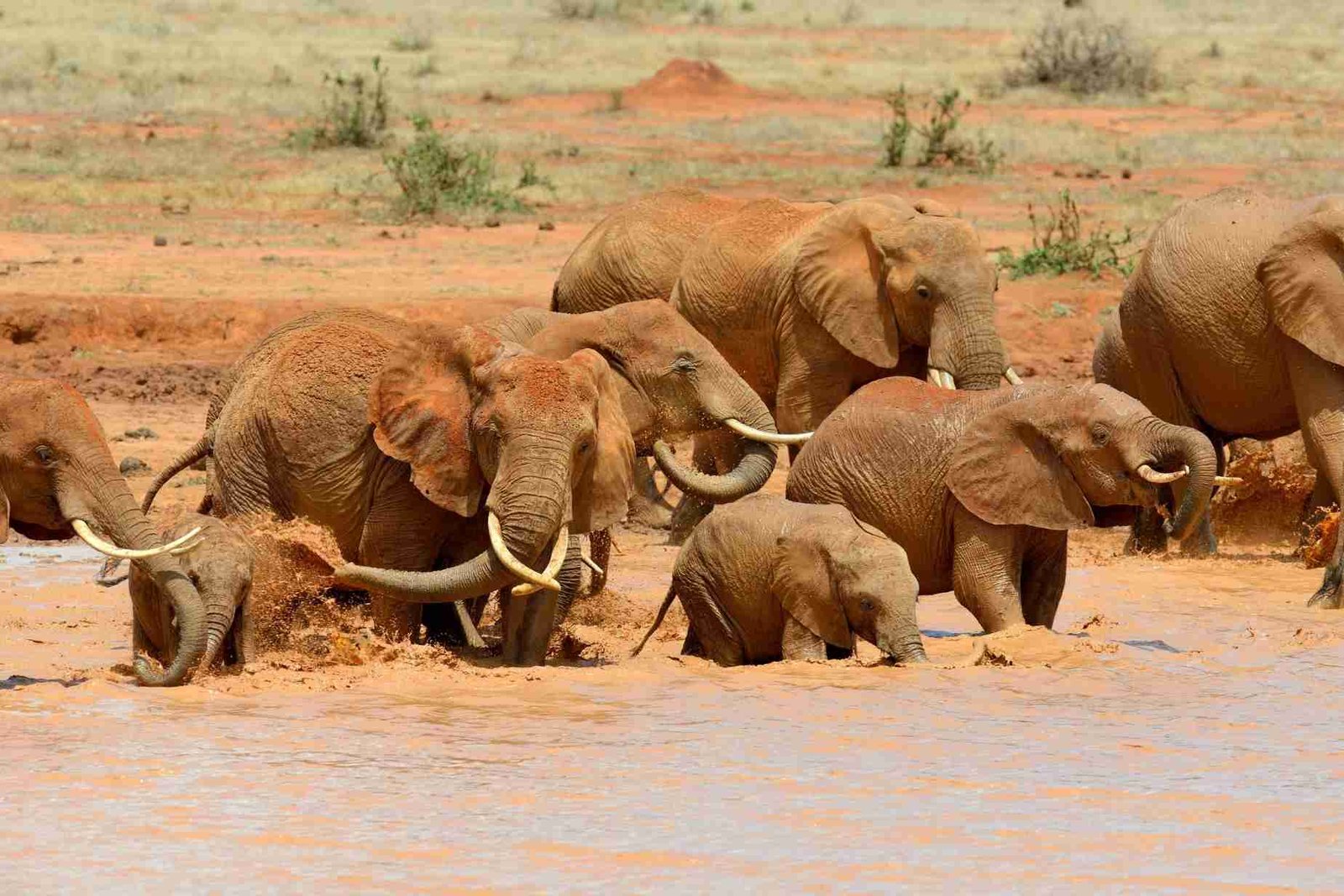 Voyager Ziwani Tented Camp